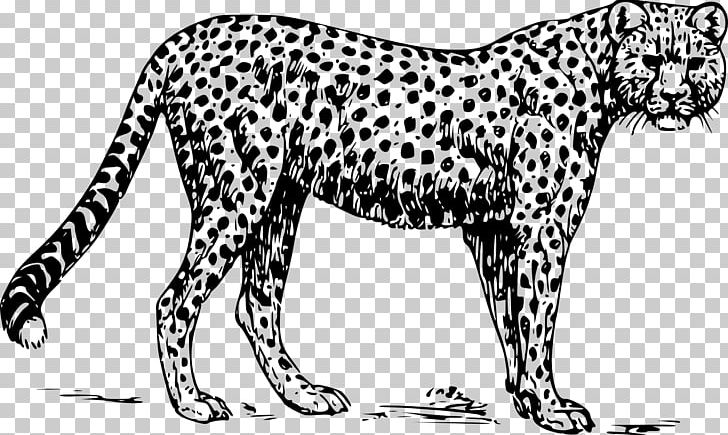Cheetah Drawing PNG, Clipart, Animal Figure, Animals, Big Cats, Black And White, Carnivoran Free PNG Download