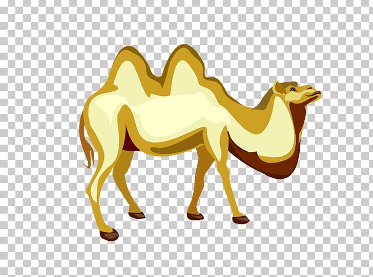 Dromedary Drawing Photography PNG, Clipart, Arabian Camel, Blog, Camel, Camel Caravan, Camel Like Mammal Free PNG Download