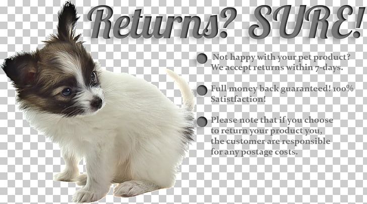 Papillon Dog Puppy English Springer Spaniel Dog Breed Pet PNG, Clipart, Animal, Animals, Breed, Breeder, Canidae Free PNG Download