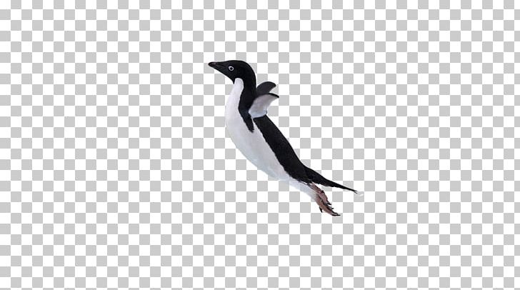 Penguin Fauna Beak Computer PNG, Clipart, Animal, Animals, Beak, Bird, Computer Free PNG Download