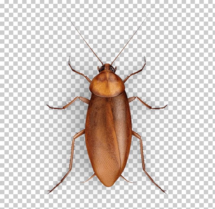 Cockroach Insect Mosquito Raid PNG, Clipart, Animals, Arthropod, Baldfaced Hornet, Beetle, Cockroach Free PNG Download