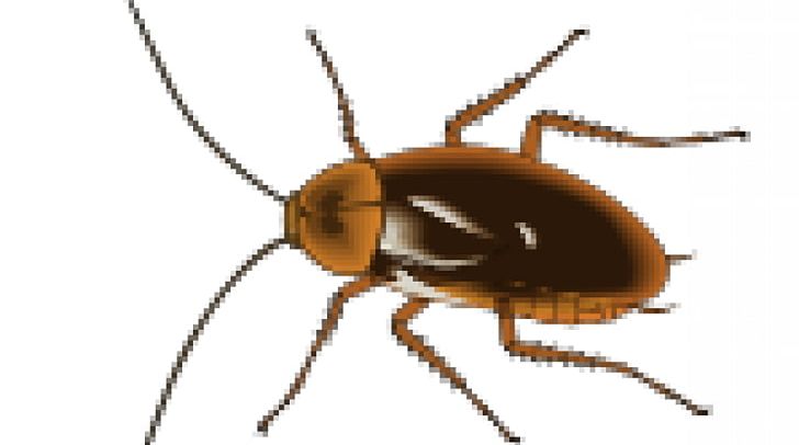 Cockroach Pest Control Insect PNG, Clipart, Arthropod, Beetle, Blattella Asahinai, Cockroach, Exterminator Free PNG Download