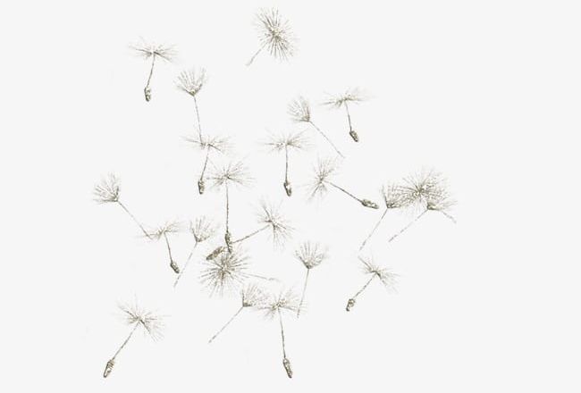 Dandelion PNG, Clipart, Dandelion, Dandelion Clipart, Decoration, Floating, Floating Object Free PNG Download