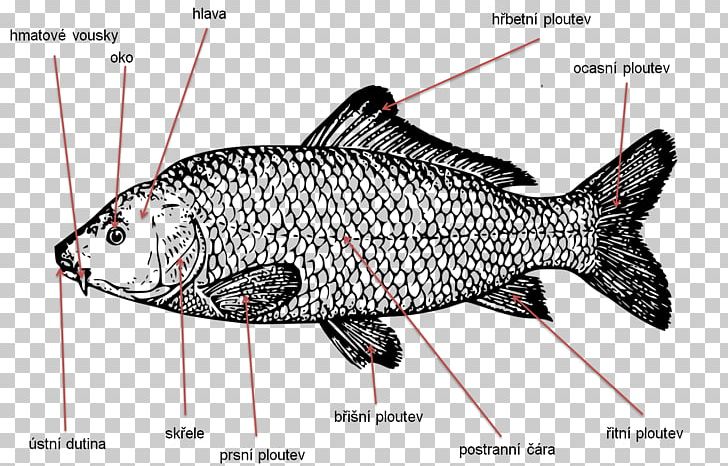 Koi Carp Fishing PNG, Clipart, Boilie, Bony Fish, Carp, Carp Fishing, Catfish Free PNG Download