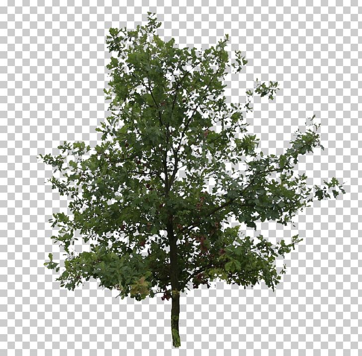 English Oak Southern Live Oak Tree Northern Red Oak Plant PNG, Clipart, Acorn, Bark, Birch, Branch, Cut Free PNG Download