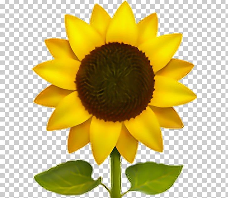  Emoji  Common Sunflower  Sticker IPhone PNG Clipart Apple 
