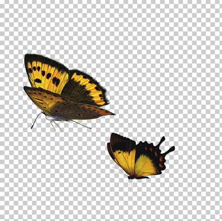 Monarch Butterfly Lycaenidae PNG, Clipart, Arthropod, Blue Butterfly, Brush Footed Butterfly, Butterflies, Butterfly Free PNG Download