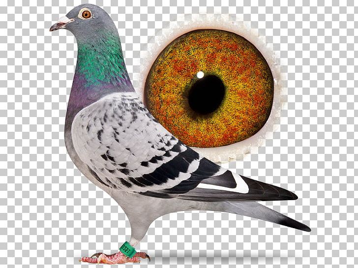 Columbidae Domestic Pigeon Pigeon Racing Island Delta Escape Team PNG, Clipart, Android, Beak, Bird, Breed, Causality Free PNG Download
