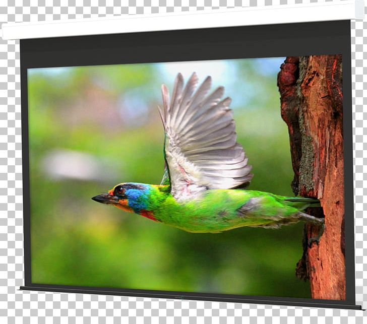 Desktop Sunrise 1080p Sunset PNG, Clipart, 1080p, Bird, Desktop Wallpaper, Display Resolution, Fauna Free PNG Download