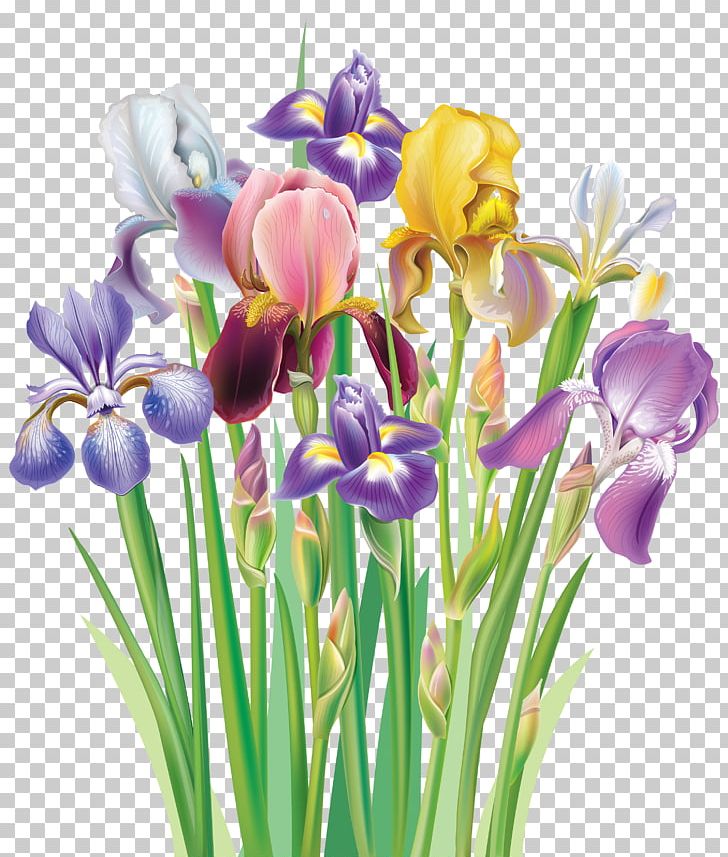 Iris Flower Data Set Iris Versicolor PNG, Clipart, Cli, Crocus, Cut Flowers, Floral Design, Floristry Free PNG Download