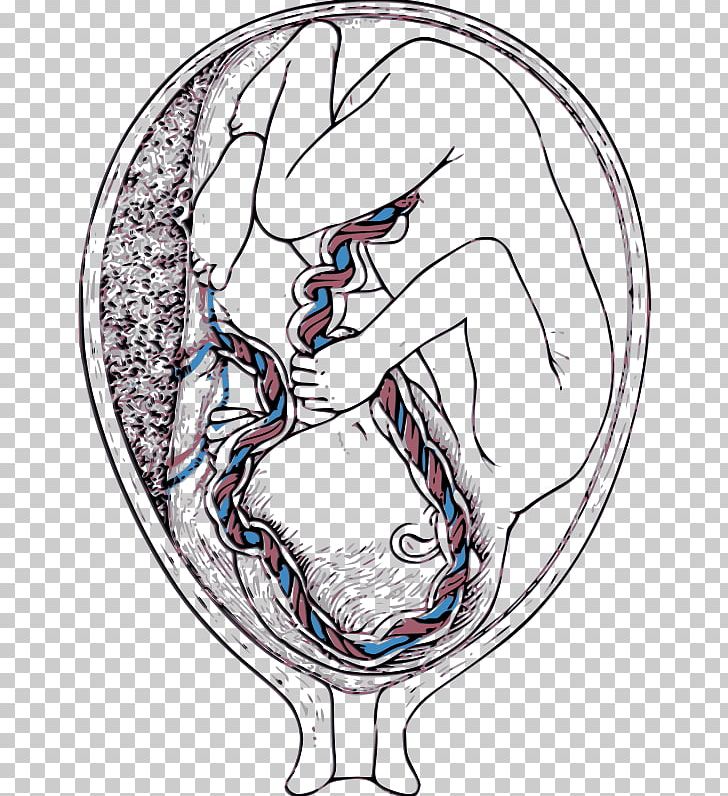 Percutaneous Umbilical Cord Blood Sampling Placenta Umbilical Artery Umbilical Vein PNG, Clipart, Amnion, Art, Artwork, Circle, Cord Blood Free PNG Download
