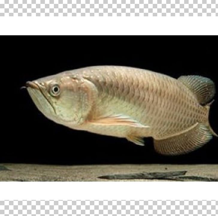 Siamese Fighting Fish Tilapia Gulf Saratoga Asian Arowana Southern Saratoga PNG, Clipart, Animals, Aquarium, Arapaima, Arowana, Asian Arowana Free PNG Download