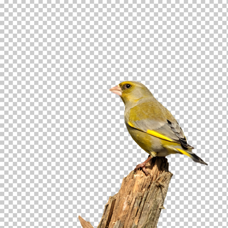 Feather PNG, Clipart, Beak, Bunting, Domestic Canary, Feather, House Free PNG Download