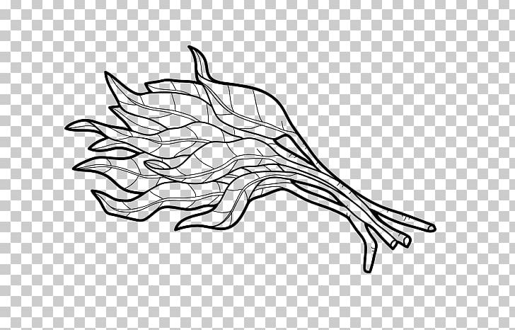 Drawing Water Spinach Sketch PNG, Clipart, Artwork, Black And White, Branch, Drawing, Hand Free PNG Download