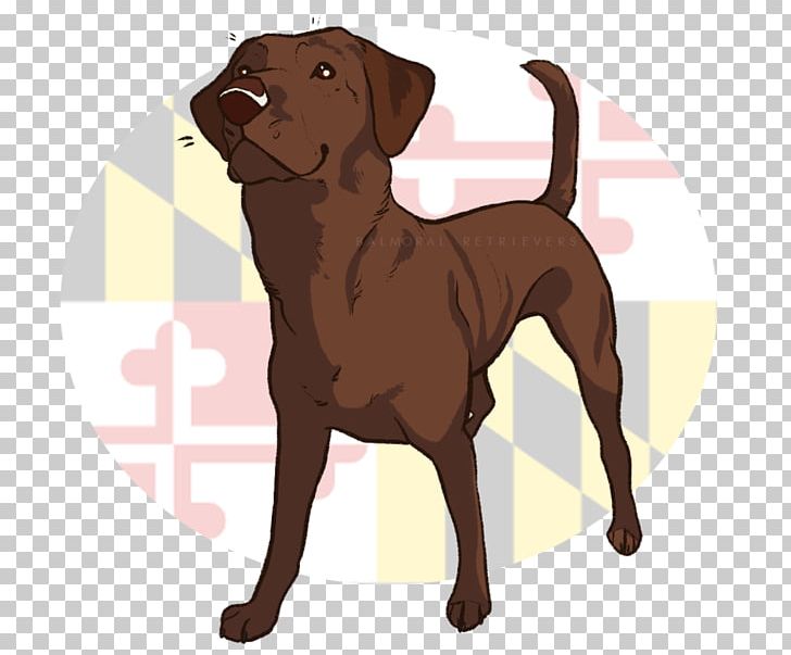 Labrador Retriever Chesapeake Bay Retriever Dog Breed Puppy Companion Dog PNG, Clipart, Animals, Breed, Breeder, Cane Corso, Carnivoran Free PNG Download