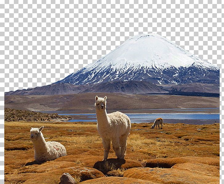 Lauca National Park Torres Del Paine National Park Argentina Salar De Surire Alpaca PNG, Clipart, America, Americas, Attractions, Camel Like Mammal, Chile Free PNG Download