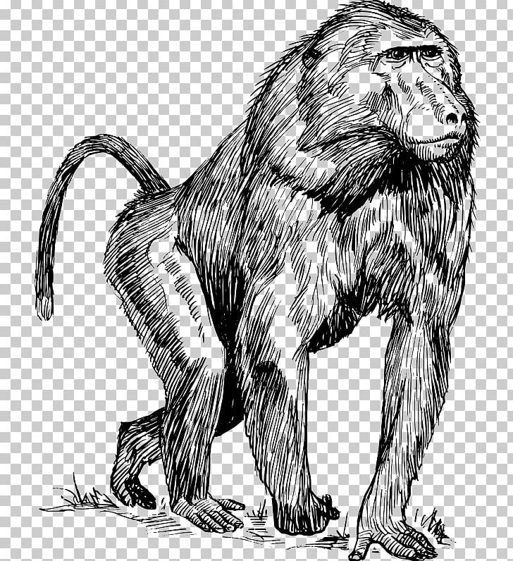 Mandrill Ape Primate Drawing PNG, Clipart, Animals, Ape, Baboons, Big Cats, Black And White Free PNG Download