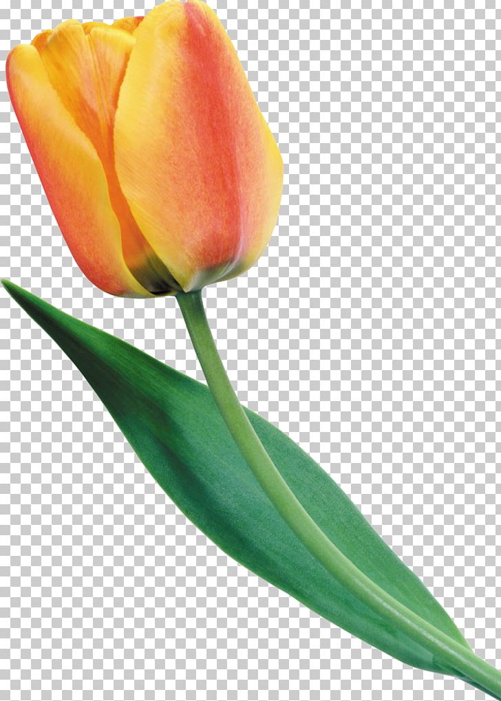 Tulip Flower Yellow Red PNG, Clipart, Bud, Color, Cut Flowers, Daffodils, Flower Free PNG Download
