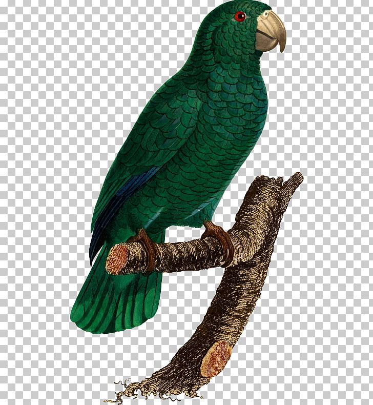Budgerigar Parrot Histoire Naturelle Des Perroquets Lovebird PNG, Clipart, African Grey, Animals, Beak, Bird, Budgerigar Free PNG Download