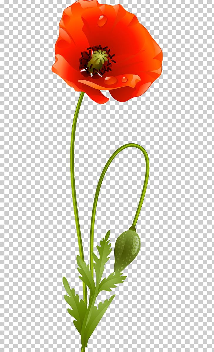 Common Poppy PNG, Clipart, Blume, Cicek, Cicek Resimleri, Common Poppy, Coquelicot Free PNG Download