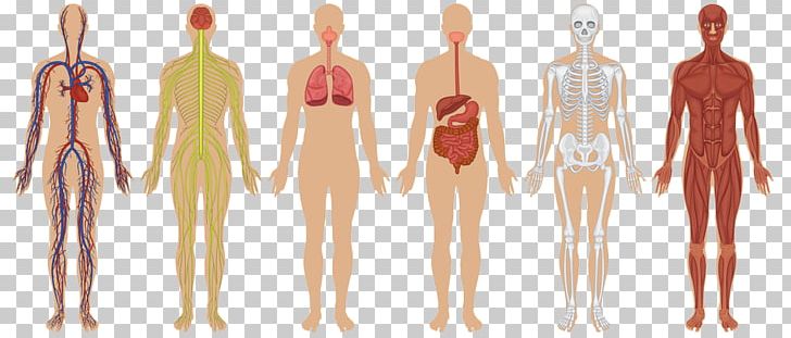 Human Body Organ System Muscular System PNG, Clipart, Abdomen, Anatomy, Arm, Back, Body Free PNG Download