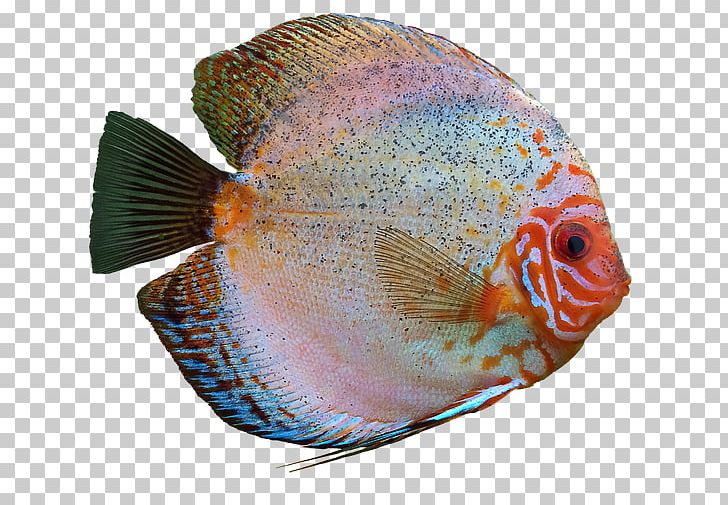 Symphysodon Aequifasciatus Angelfish Symphysodon Discus Cichlid PNG, Clipart, Angelfish, Animals, Aquarium, Cichlid, Coral Reef Fish Free PNG Download