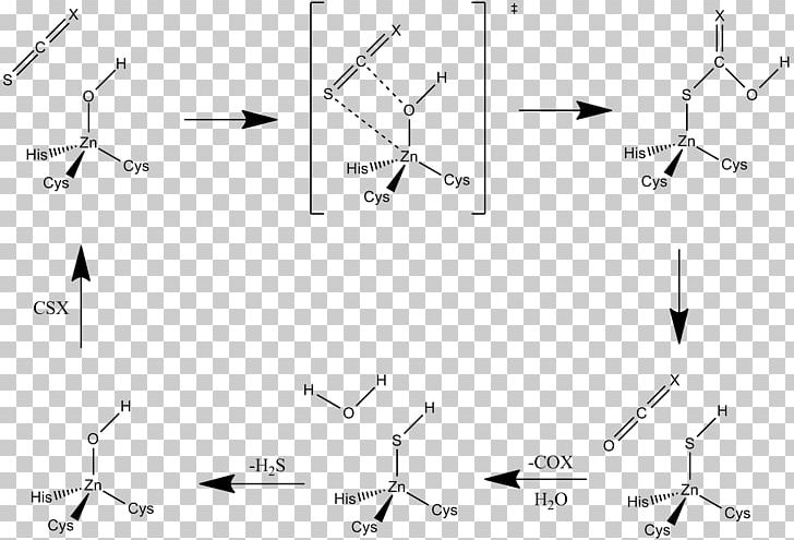 Carbon Disulfide Hydrolase Lewis Structure PNG, Clipart, Angle, Area, Black And White, Carbon Disulfide, Carbon Disulfide Hydrolase Free PNG Download