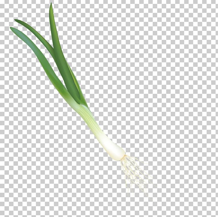 Green Material Angle Pattern PNG, Clipart, Angle, Decoration, Grass, Green, Green Onion Free PNG Download