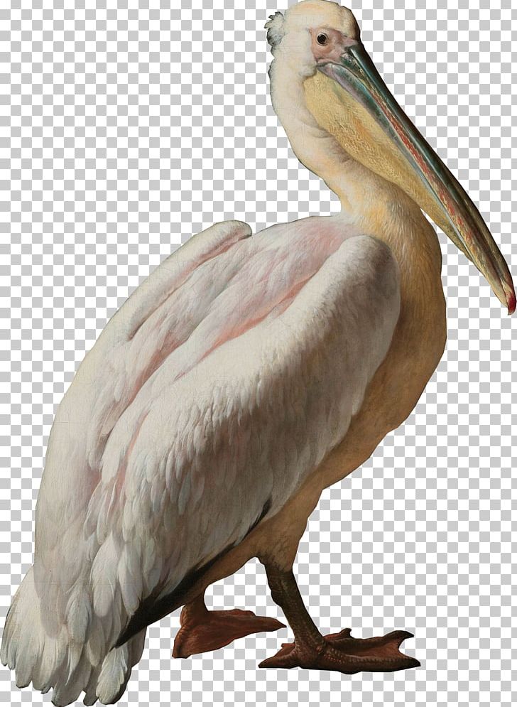Pelican Seabird Pelecaniformes Water Bird PNG, Clipart, Animal, Animals, Beak, Bird, Extinction Free PNG Download