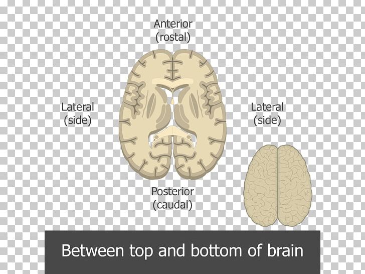 Top Brain PNG, Clipart, Anatomical Terminology, Anatomical Terms Of Location, Bottom, Brain, Brand Free PNG Download