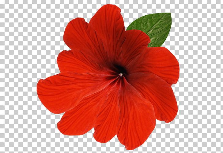 Flower Drawing PNG, Clipart, Animaatio, Animated Film, Annual Plant, Beautiful Flowers, Cartoon Free PNG Download