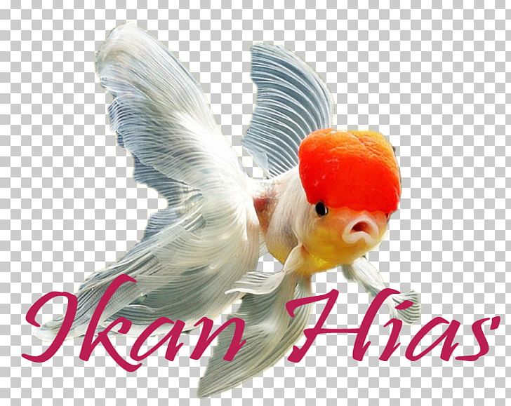 Ornamental Fish Comet Koi Goldfish PNG, Clipart, Animals, Beak, Bird, Comet, Feather Free PNG Download