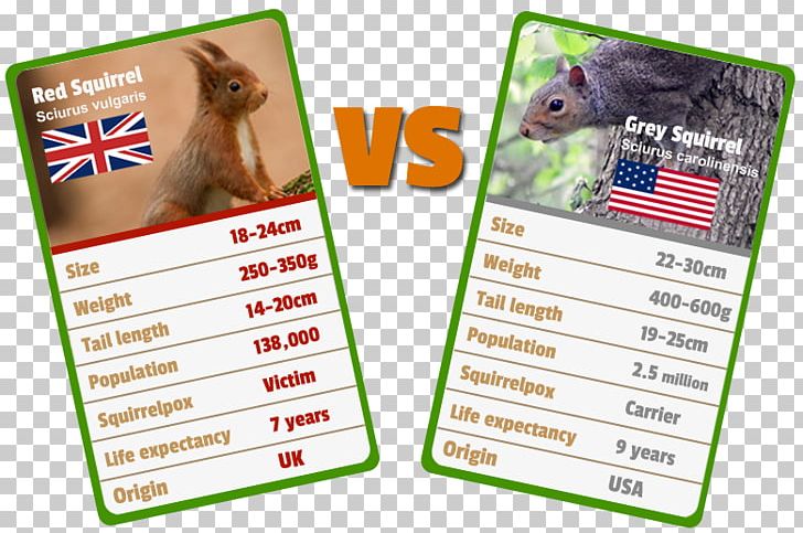 Red Squirrel Animal Eastern Gray Squirrel Tree Squirrel PNG, Clipart, Animal, Black Squirrel, Brand, Com, Eastern Gray Squirrel Free PNG Download