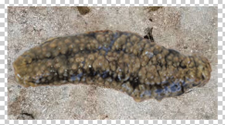 Sea Cucumber As Food Gamat Stichopus Horrens Deep Sea Fish PNG, Clipart, Animal, Cucumber, Deep Sea, Deep Sea Creature, Deep Sea Fish Free PNG Download