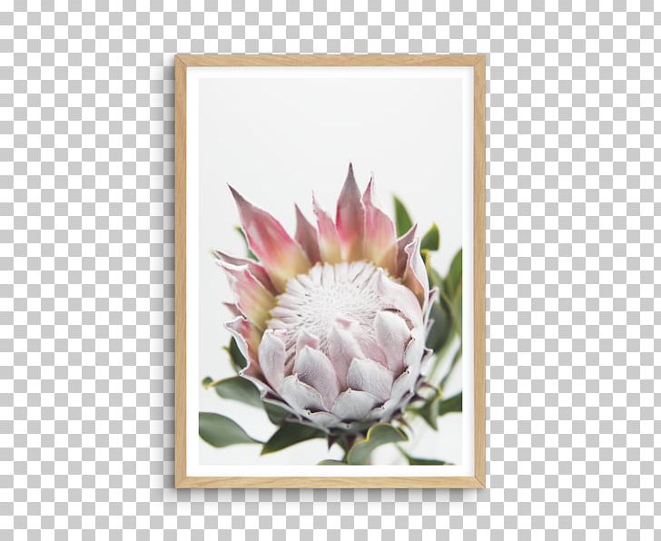 Window King Protea Shelf Bookcase Wall PNG, Clipart, Art, Bookcase, Desk, Floral Design, Flower Free PNG Download