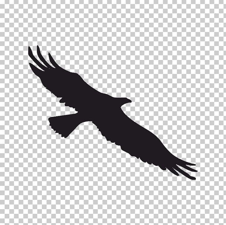 Bird Bald Eagle Decal Sticker Window PNG, Clipart, Animals, Bald Eagle, Beak, Bird, Bird Of Prey Free PNG Download