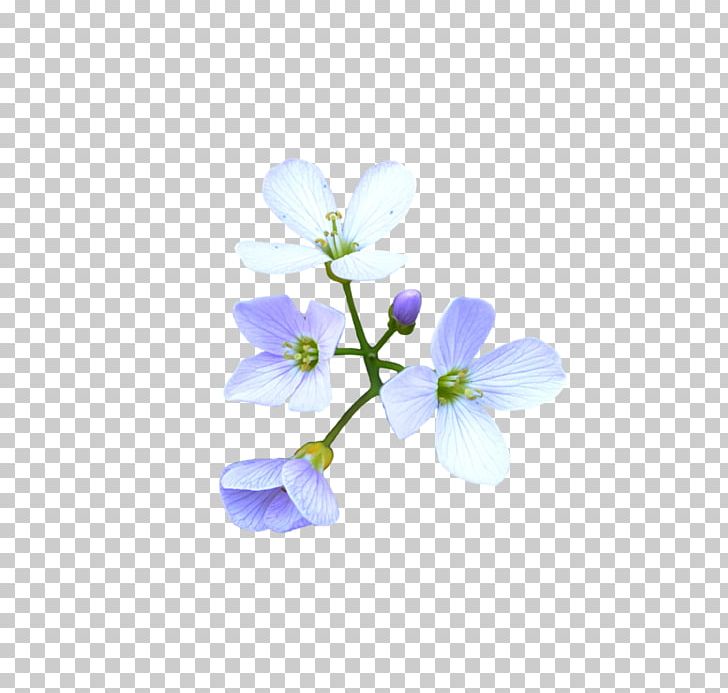 Flower Blue PNG, Clipart, Blossom, Blue, Branch, Cherry Blossom, Color Free PNG Download
