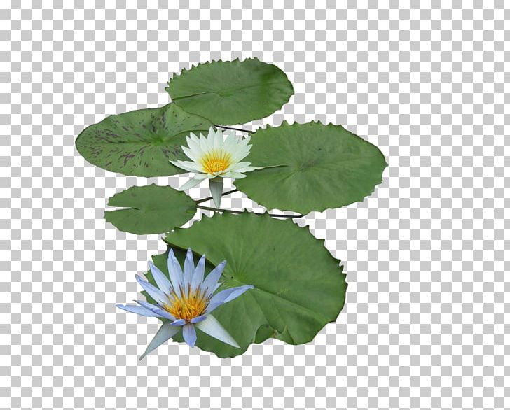Nelumbo Nucifera Aquatic Plant PNG, Clipart, Aquatic, Aquatic Plants, Blue, Blue Orchid, Daisy Free PNG Download