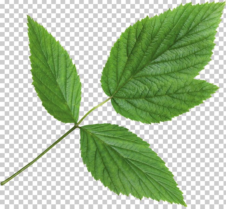 Nettles Herbalism Mint С самого утра Adrenal Gland PNG, Clipart, Adrenal Gland, Everyday Life, Herb, Herbalism, Leaf Free PNG Download