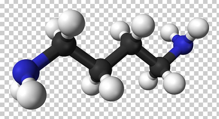 Putrescine Cadaverine Chemical Compound Spermine Three-dimensional Space PNG, Clipart, Alkane, Amino Acid, Cadaverine, Chemical Compound, Communication Free PNG Download
