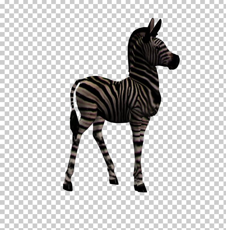 Quagga Foal Zebra PNG, Clipart, Animal, Animal Figure, Animals, Black And White, Com Free PNG Download