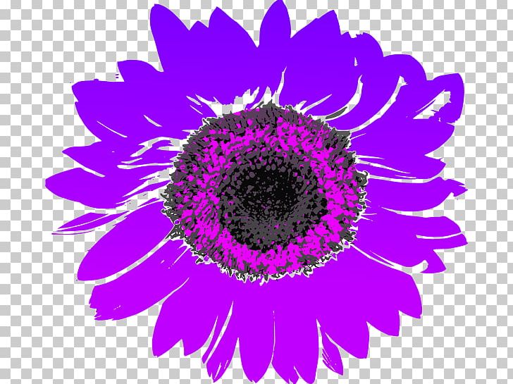 Common Sunflower Computer Icons PNG, Clipart, Chrysanths, Circle, Closeup, Common Sunflower, Computer Icons Free PNG Download