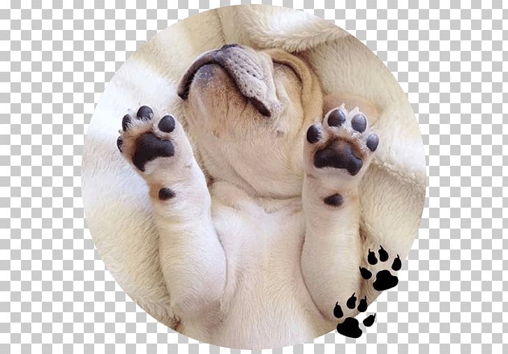 French Bulldog Puppy Paw Cuteness PNG, Clipart, Animal, Animals, Animal Welfare, Bulldog, Camel Like Mammal Free PNG Download
