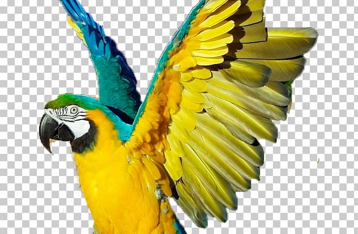 Parrot Bird Blue-and-yellow Macaw Scarlet Macaw PNG, Clipart, Amazon Parrot, Animal, Animals, Beak, Bird Free PNG Download