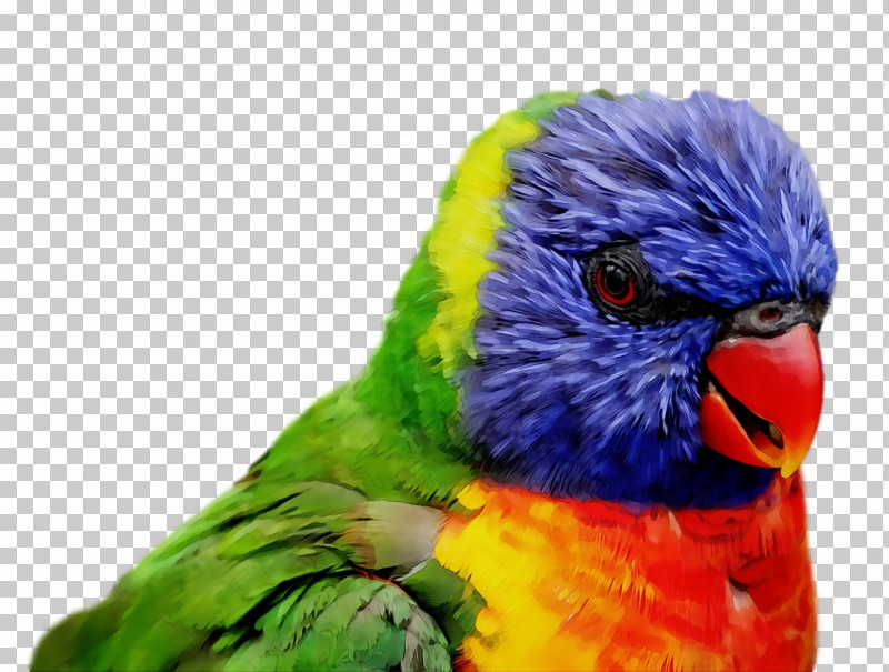 Feather PNG, Clipart, Beak, Bird, Budgie, Feather, Lorikeet Free PNG Download