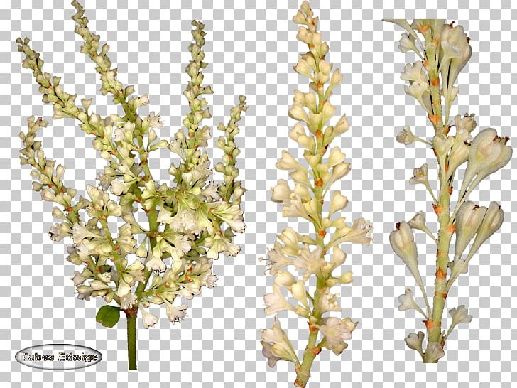 Cut Flowers Plant Stem Web Hosting Service PNG, Clipart, Accommodation, Branch, Branches, Cut Flowers, Flower Free PNG Download