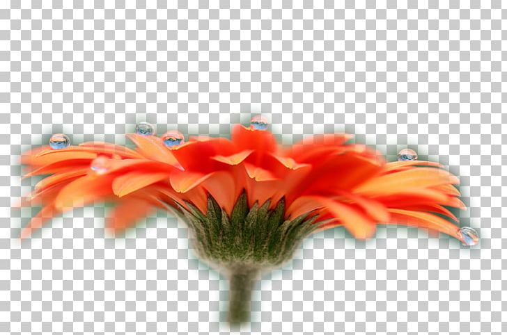 Desktop Beautiful Flower High-definition Television PNG, Clipart, 1080p, Beautiful Flower, Closeup, Cut Flowers, Desktop Wallpaper Free PNG Download