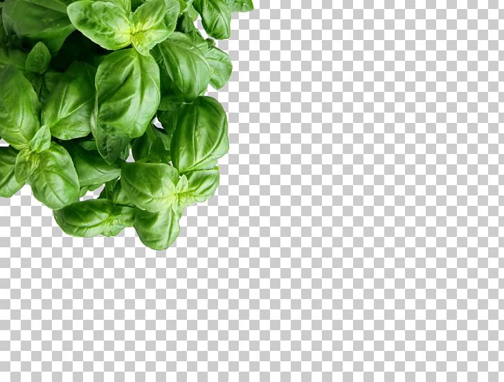 Herb Food Drying Oregano Spice PNG, Clipart, Background Green, Basil, Cooking, Dish, Food Free PNG Download