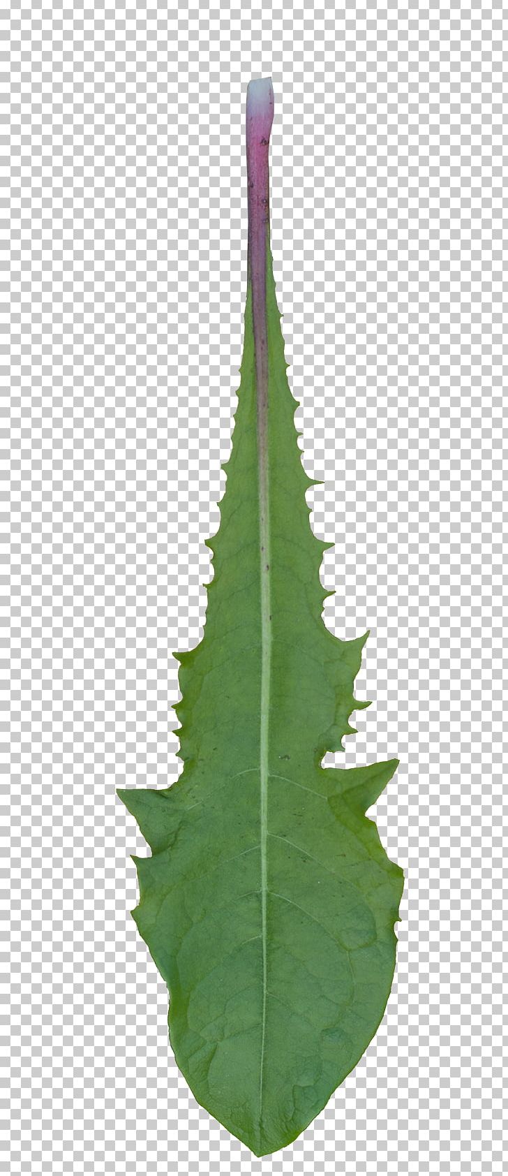 Leaf Plant Stem Trunk PNG, Clipart, Dandelion Leaves, Image Texture, Leaf, Long Tail Keyword, Normal Mapping Free PNG Download