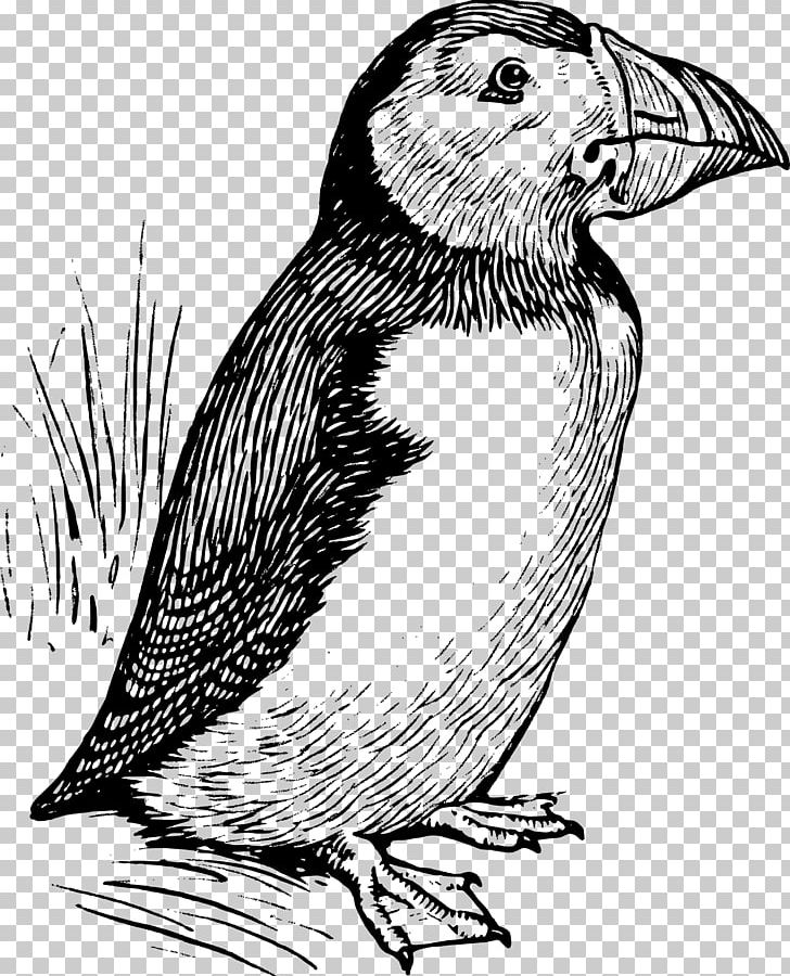 Puffin Line Art PNG, Clipart, Animals, Art, Beak, Bird, Bird Of Prey Free PNG Download
